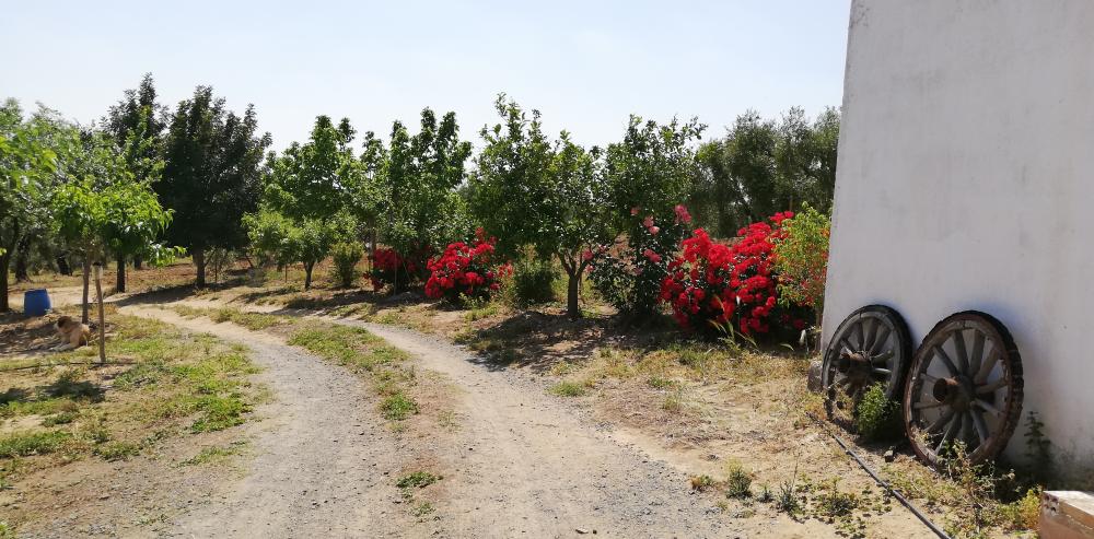  for sale country house Villanueva Del Río Y Minas Vega Del Guadalquivir 30
