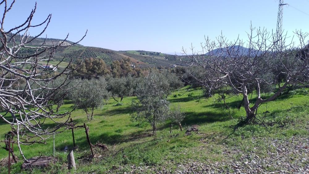  for sale country house Monda Sierra De Las Nieves 47
