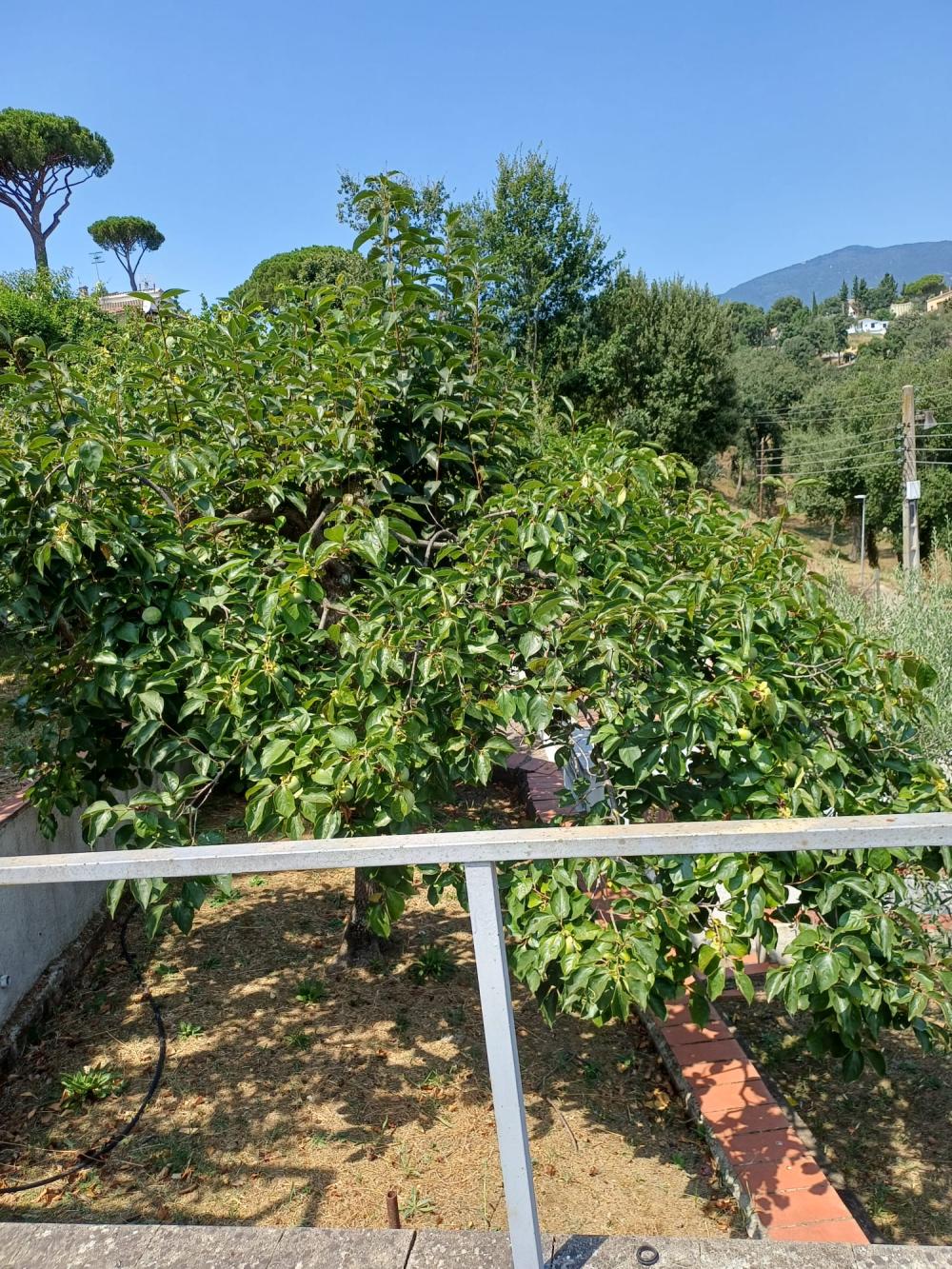 for sale house Riells I Viabrea Selva 9