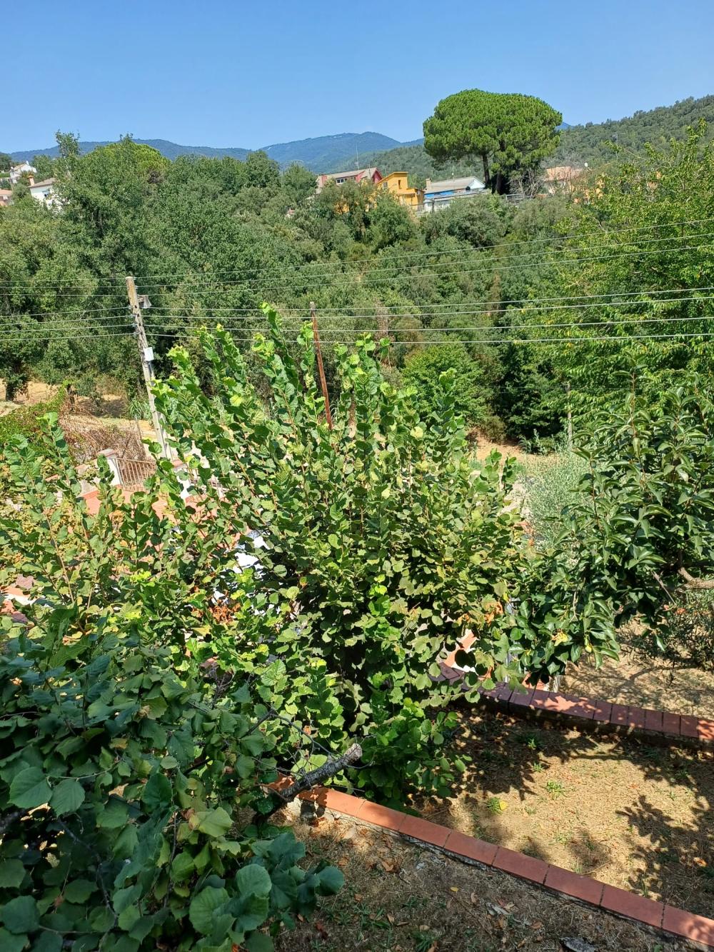  for sale house Riells I Viabrea Selva 11