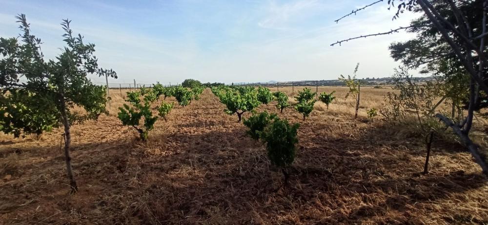  for sale country house Mirandilla Merida 12