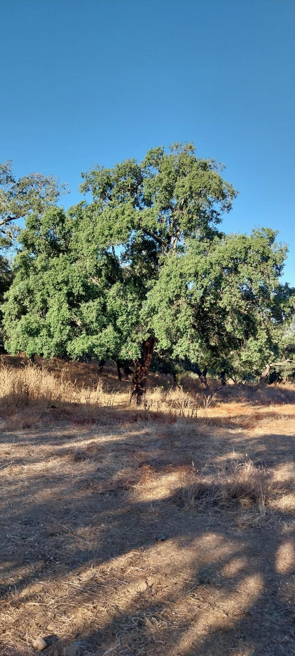 for sale country house Valdezufre Sierra De Huelva 5