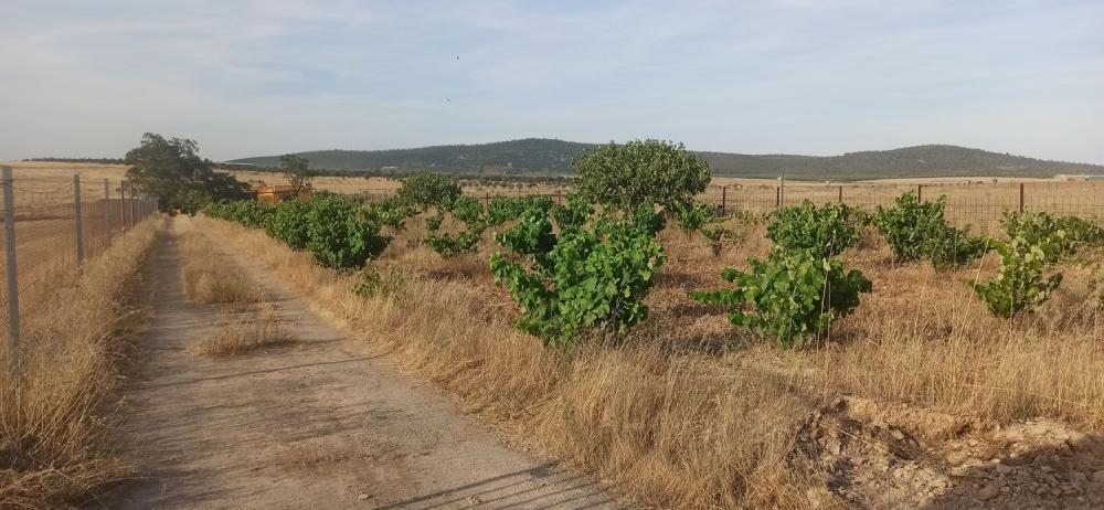  for sale country house Mirandilla Merida 18