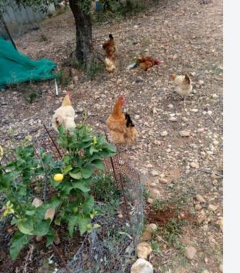 Mont-Roig Del Camp Baix Camp country house foto 6050476