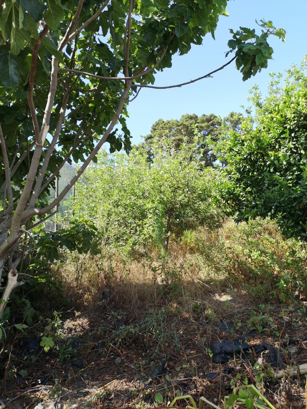  for sale house Roque Del Faro Palma (La) 8