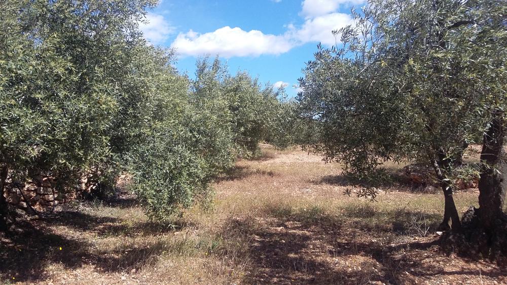  for sale country house L'ampolla Baix Ebre 4