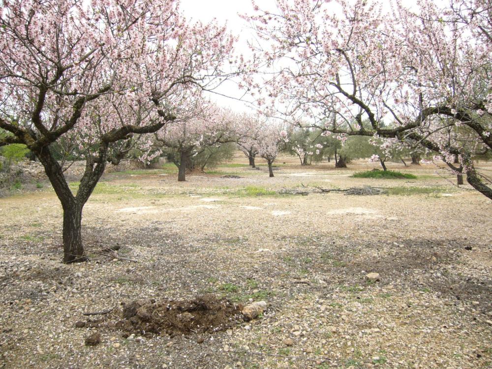  for sale country house L'ampolla Baix Ebre 2