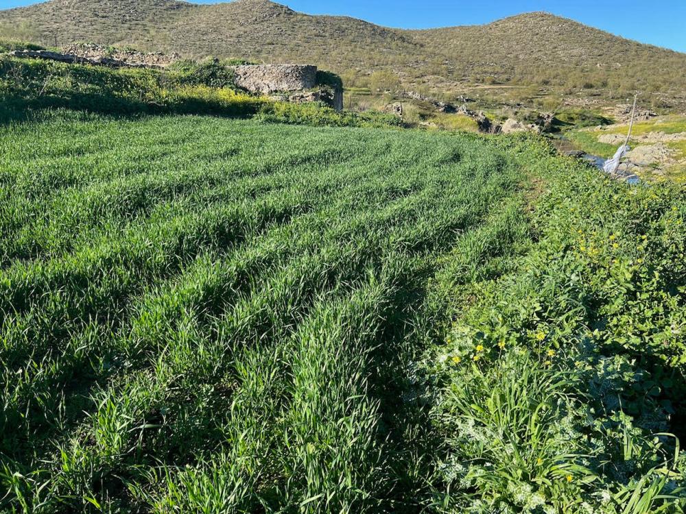  for sale plot Montemolín Tentudia 9