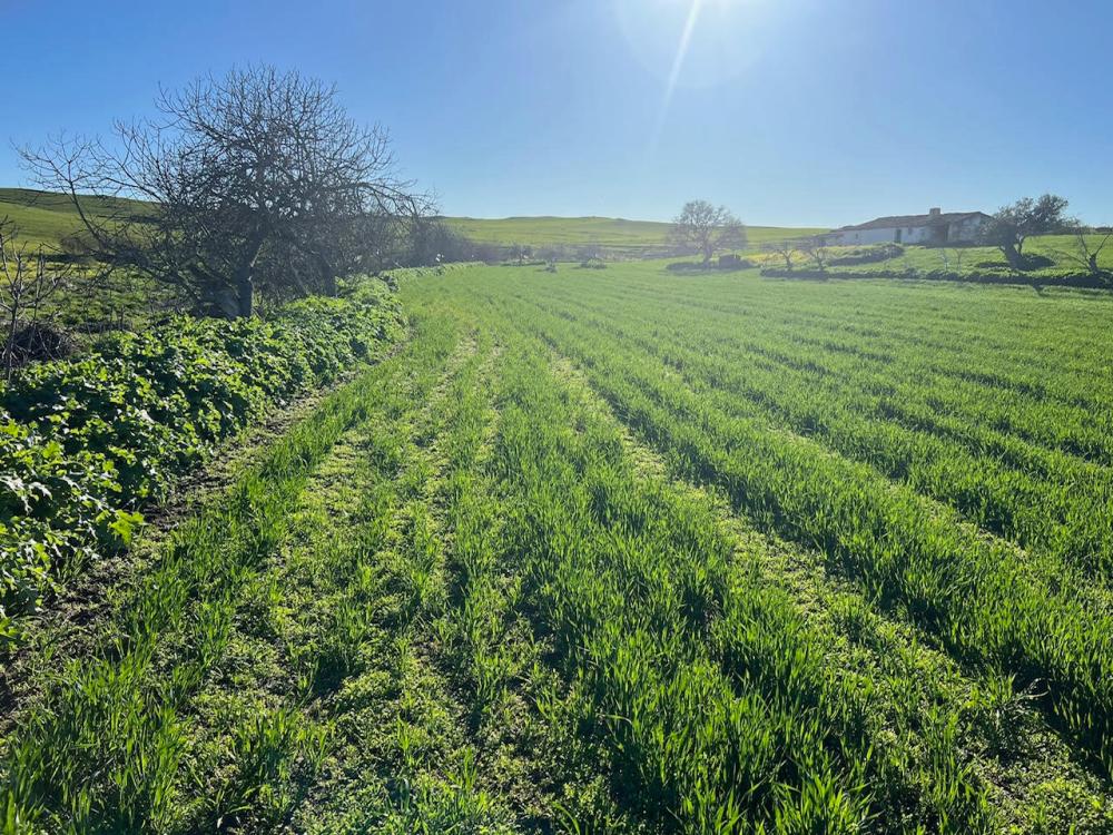  for sale plot Montemolín Tentudia 8