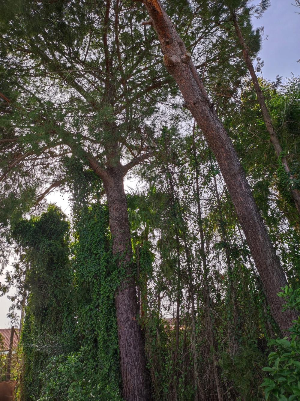  for sale villa Alcalá De Guadaira Metropolitana De Sevilla 2
