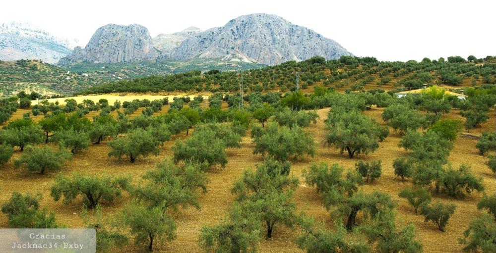  for sale country house Pruna Sierra Sur 4