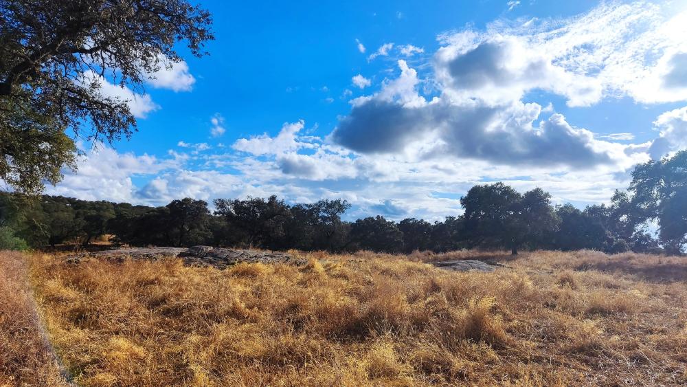  for sale country house Santa Olalla Del Cala Sierra De Huelva 12