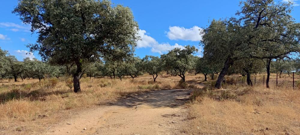  for sale country house Santa Olalla Del Cala Sierra De Huelva 4