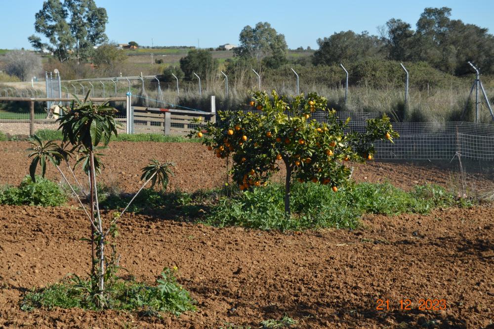  for sale country house Rociana Del Condado Condado (El) 6