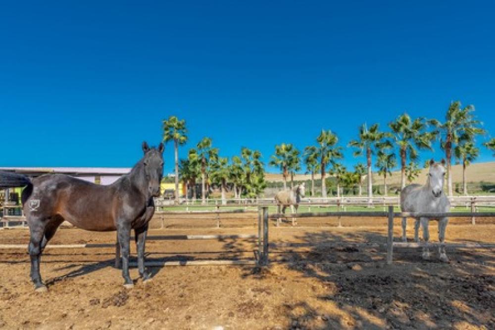  for sale country house Coín Valle Del Guadalhorce 22