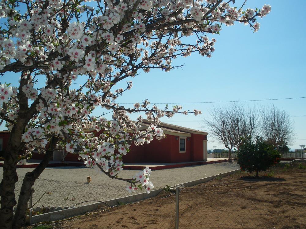  for sale villa Pla De Sant Josep Baix Vinalopó 15