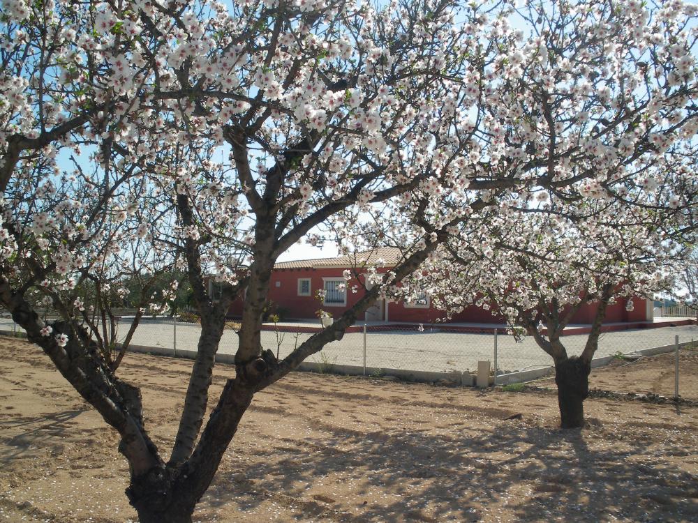  for sale villa Pla De Sant Josep Baix Vinalopó 16