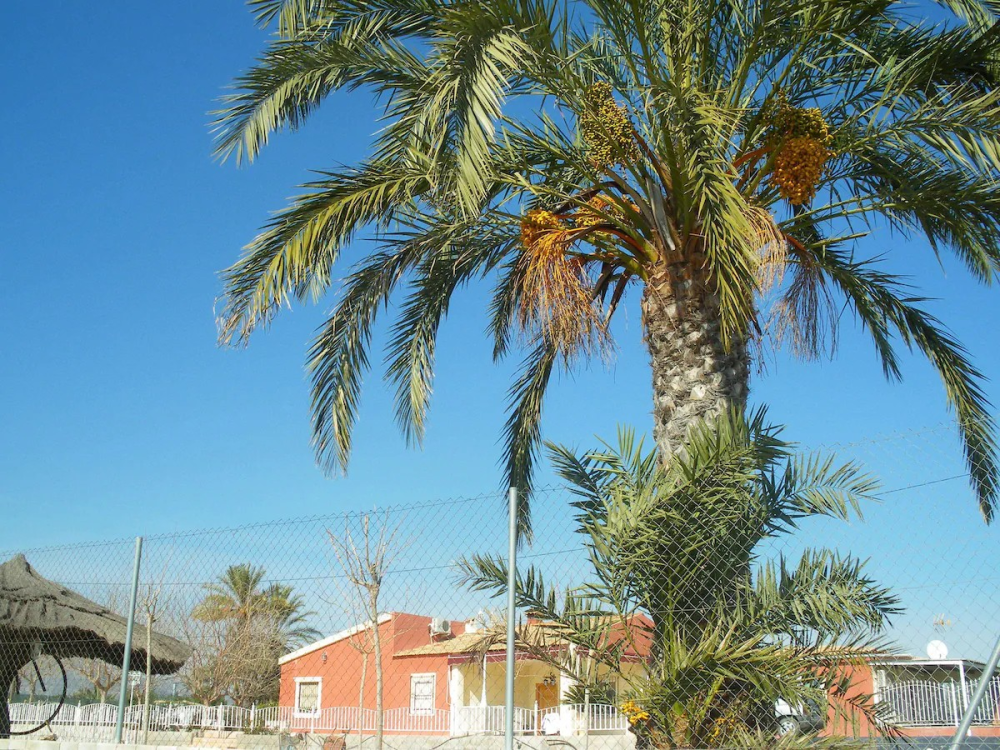  for sale villa Pla De Sant Josep Baix Vinalopó 10