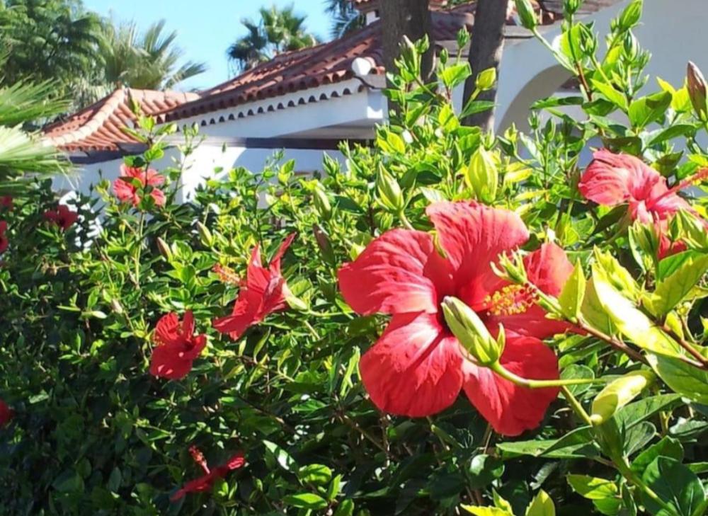  for sale semi-detached house Maspalomas Área Sur 26