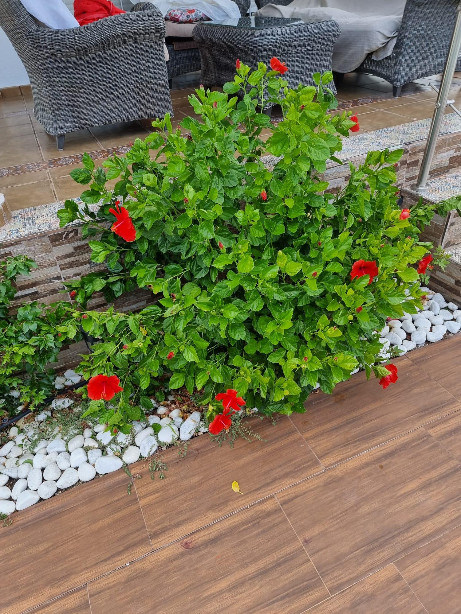  for sale house Calasparra Noroeste 17