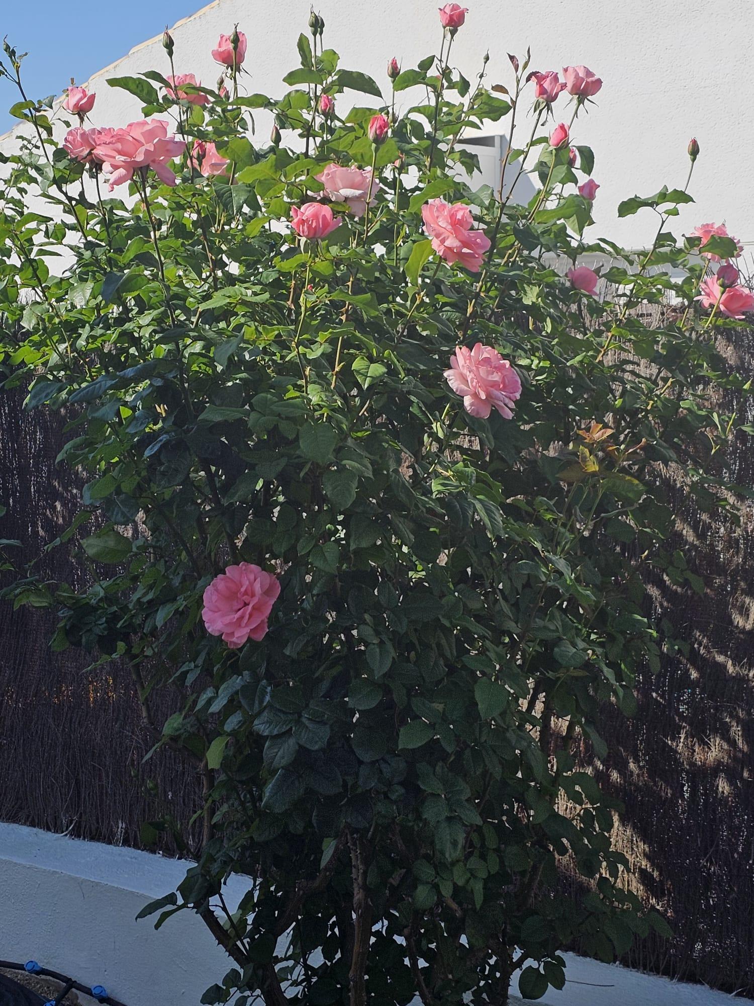  for sale house Calasparra Noroeste 20