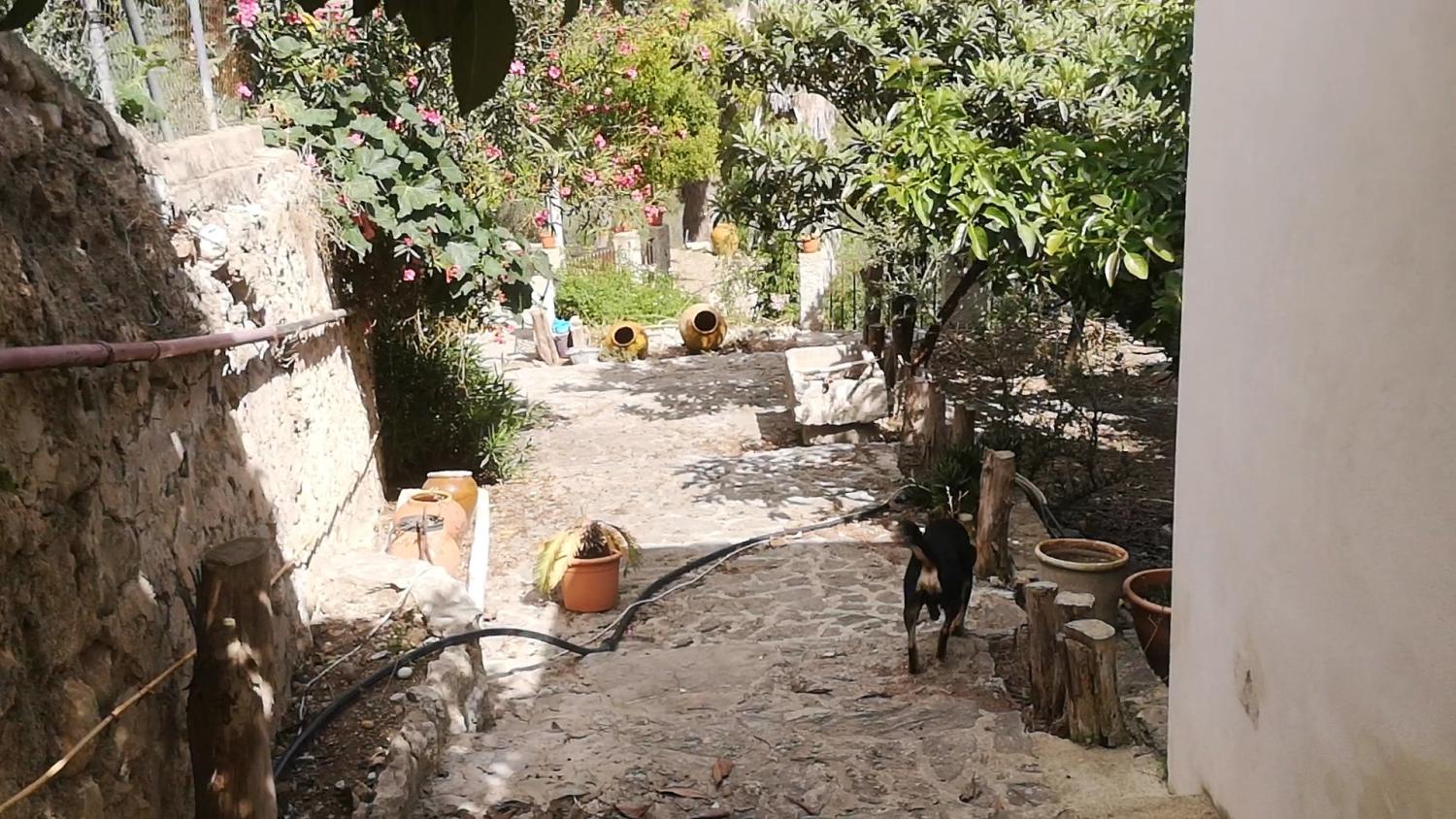  for sale house Campanet Raiguer 9