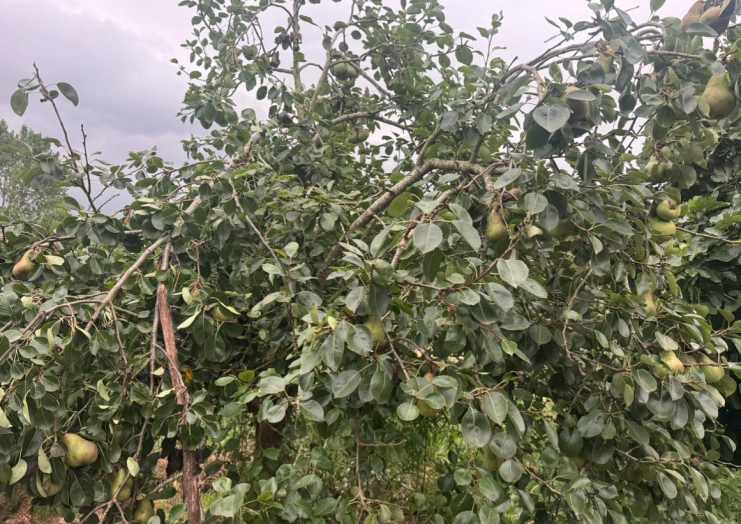  for sale house Mondoñedo Mariña Central 41