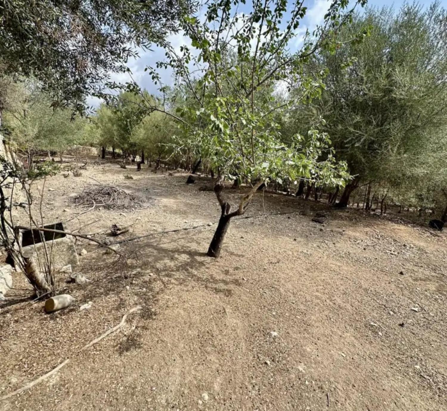  for sale house Campanet Raiguer 42