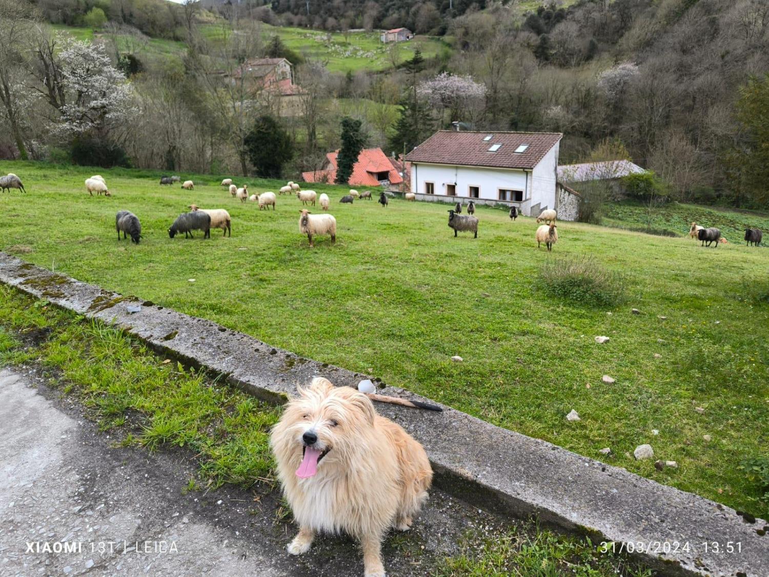  for sale terraced house Arangas Oriente 48