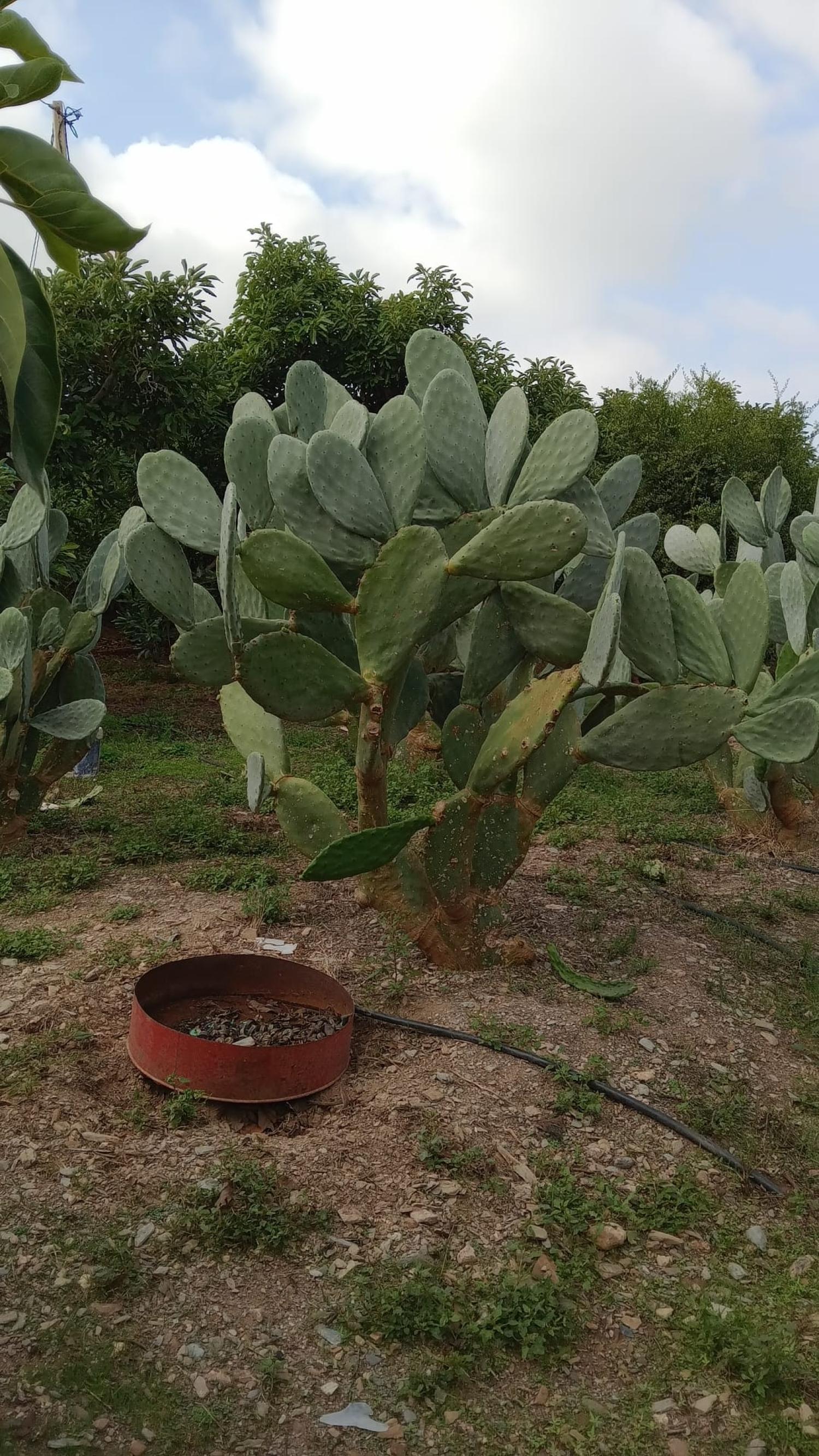 for sale terraced house Puntalón Costa Tropical 10