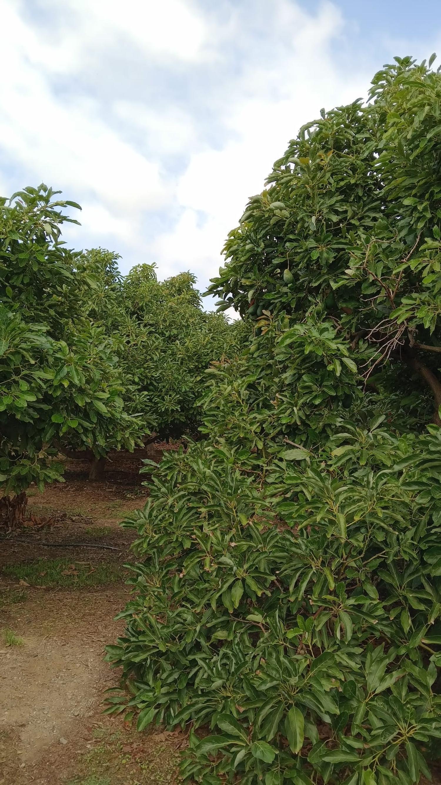 for sale terraced house Puntalón Costa Tropical 13