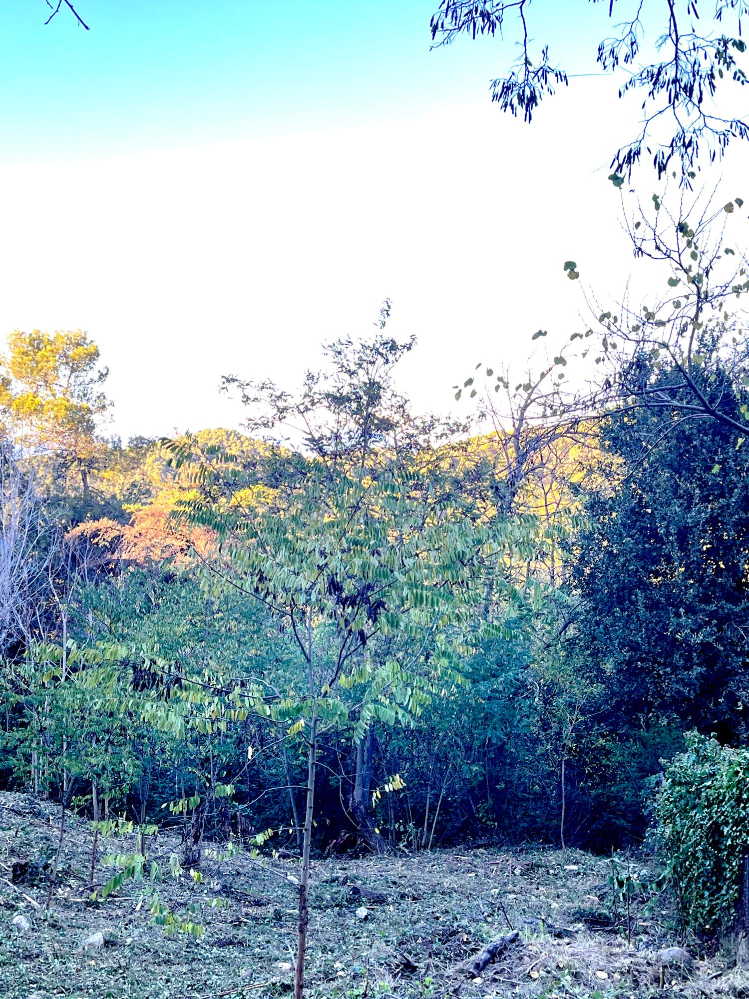  for sale plot Les Planes Vallès Occidental 8