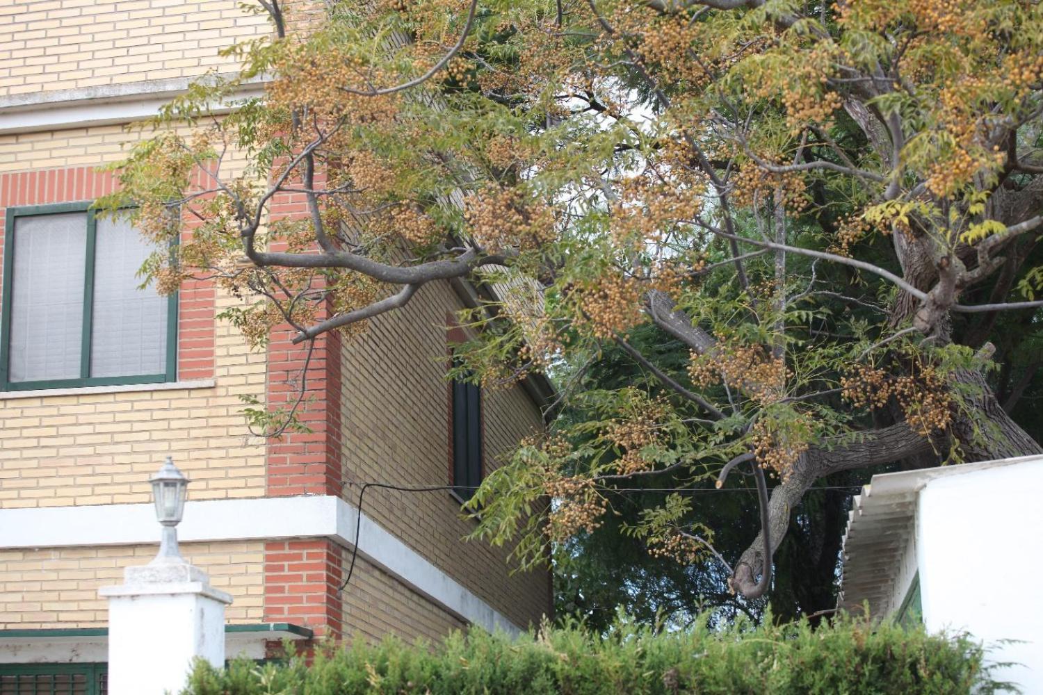  for sale villa Sollana Ribera Baixa 19