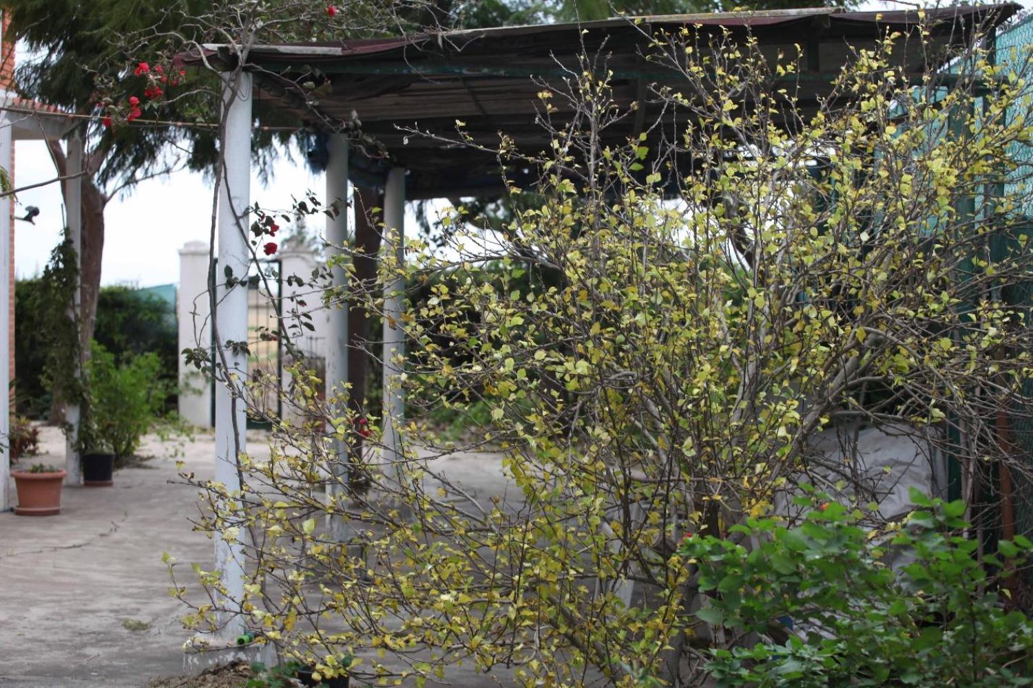  for sale villa Sollana Ribera Baixa 69