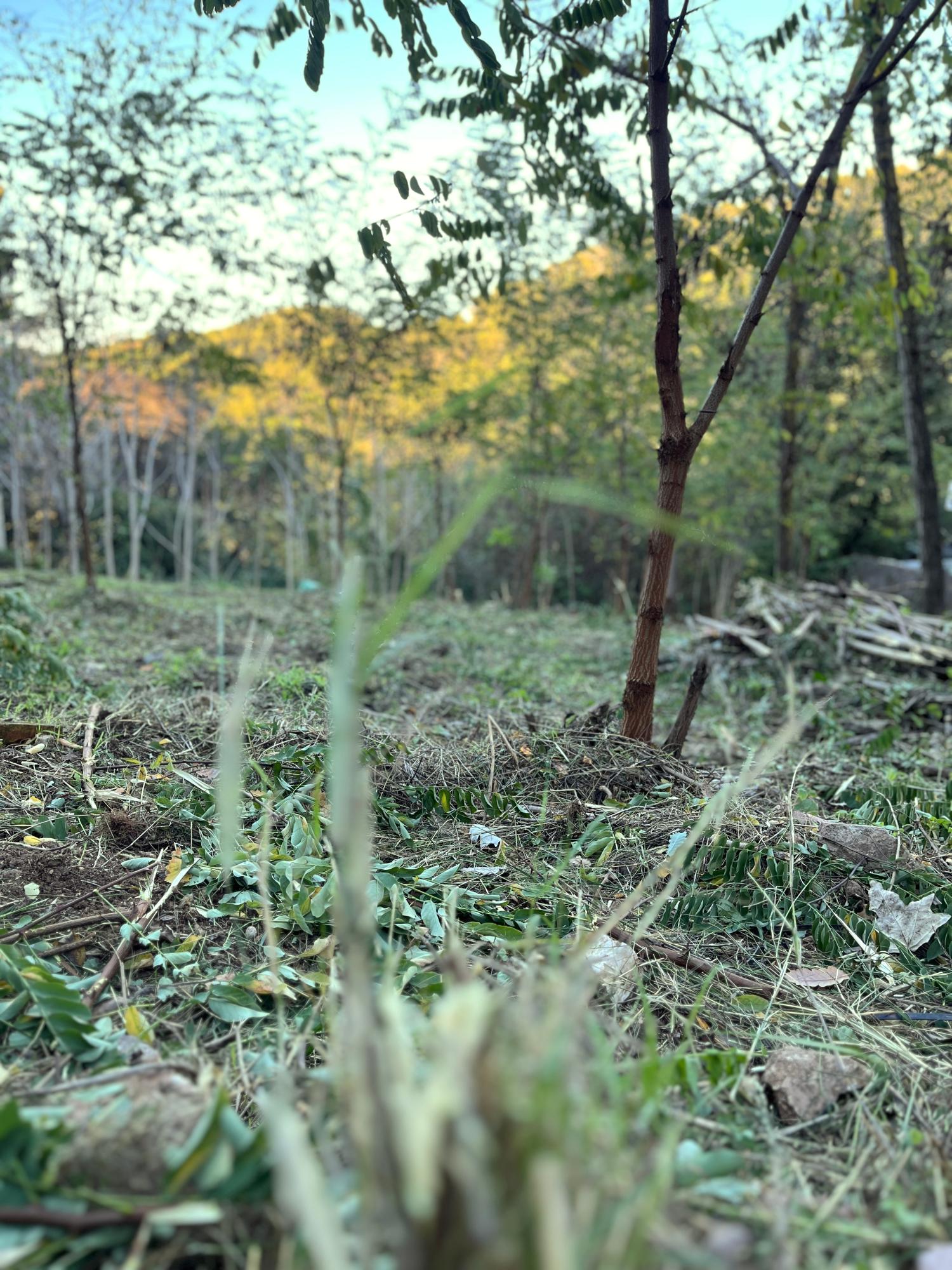  for sale plot Les Planes Vallès Occidental 12