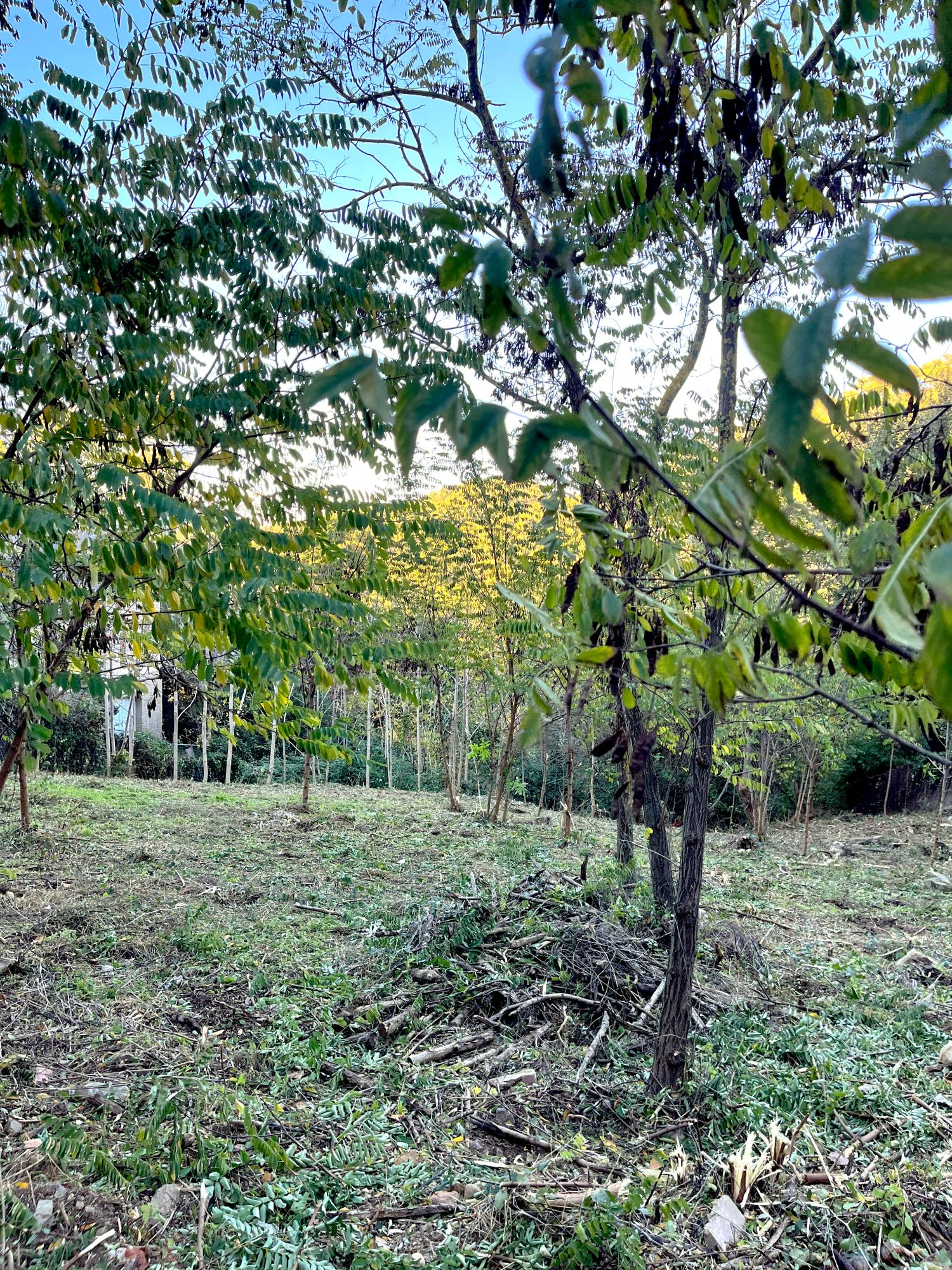  for sale plot Les Planes Vallès Occidental 5