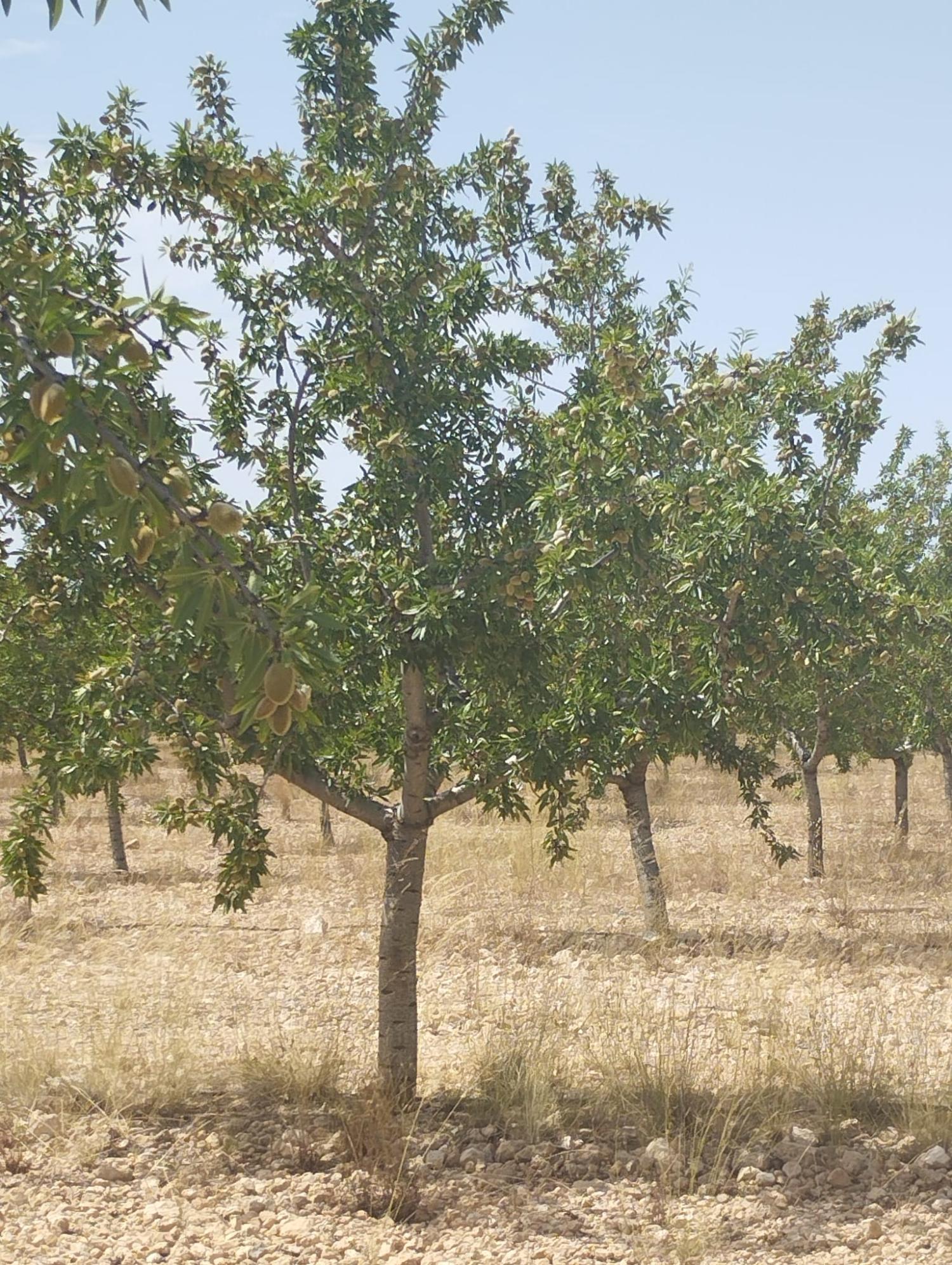  for sale country house Tobarra Campos De Hellín 5