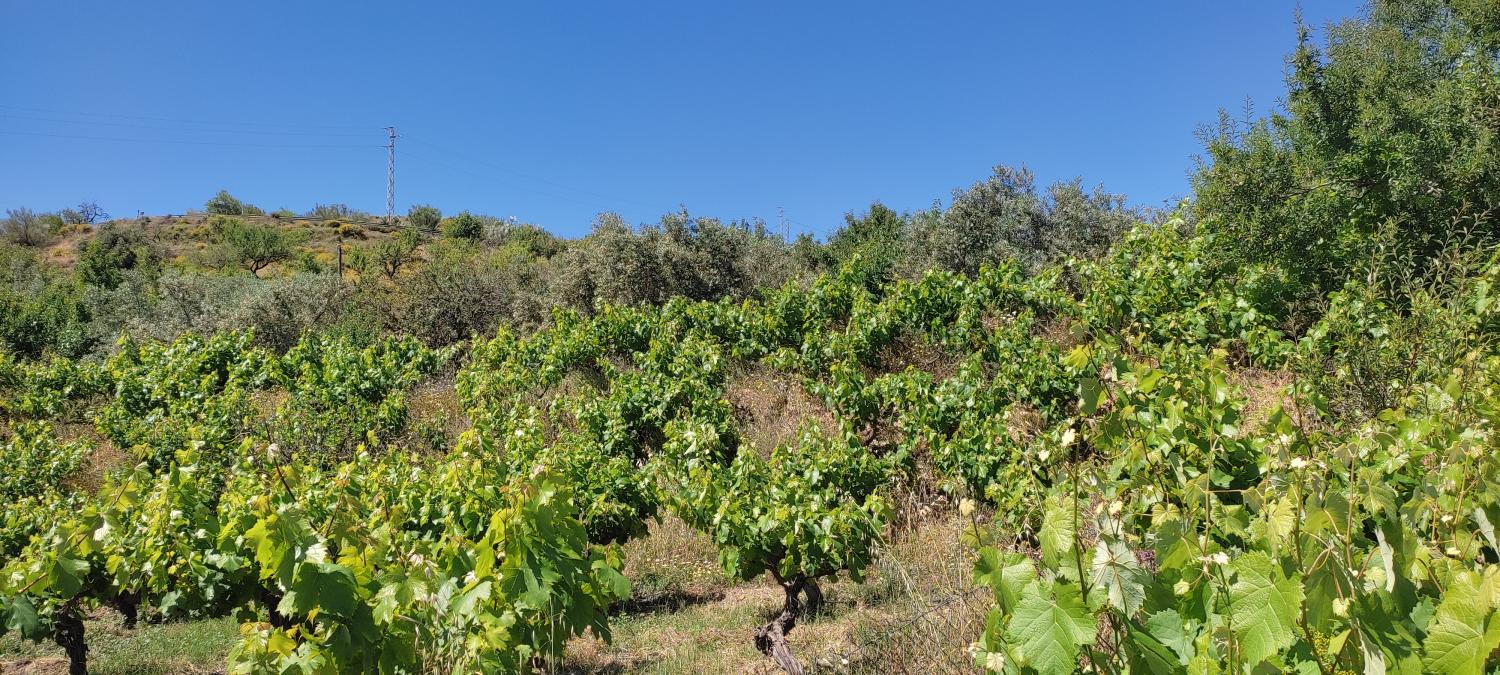  for sale country house Lubrín Levante Almeriense 5