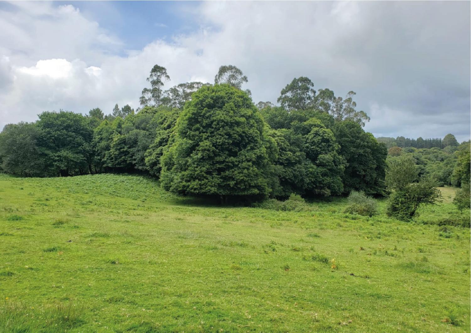  for sale plot Pousada De Arriba Tierra De Mellid 3