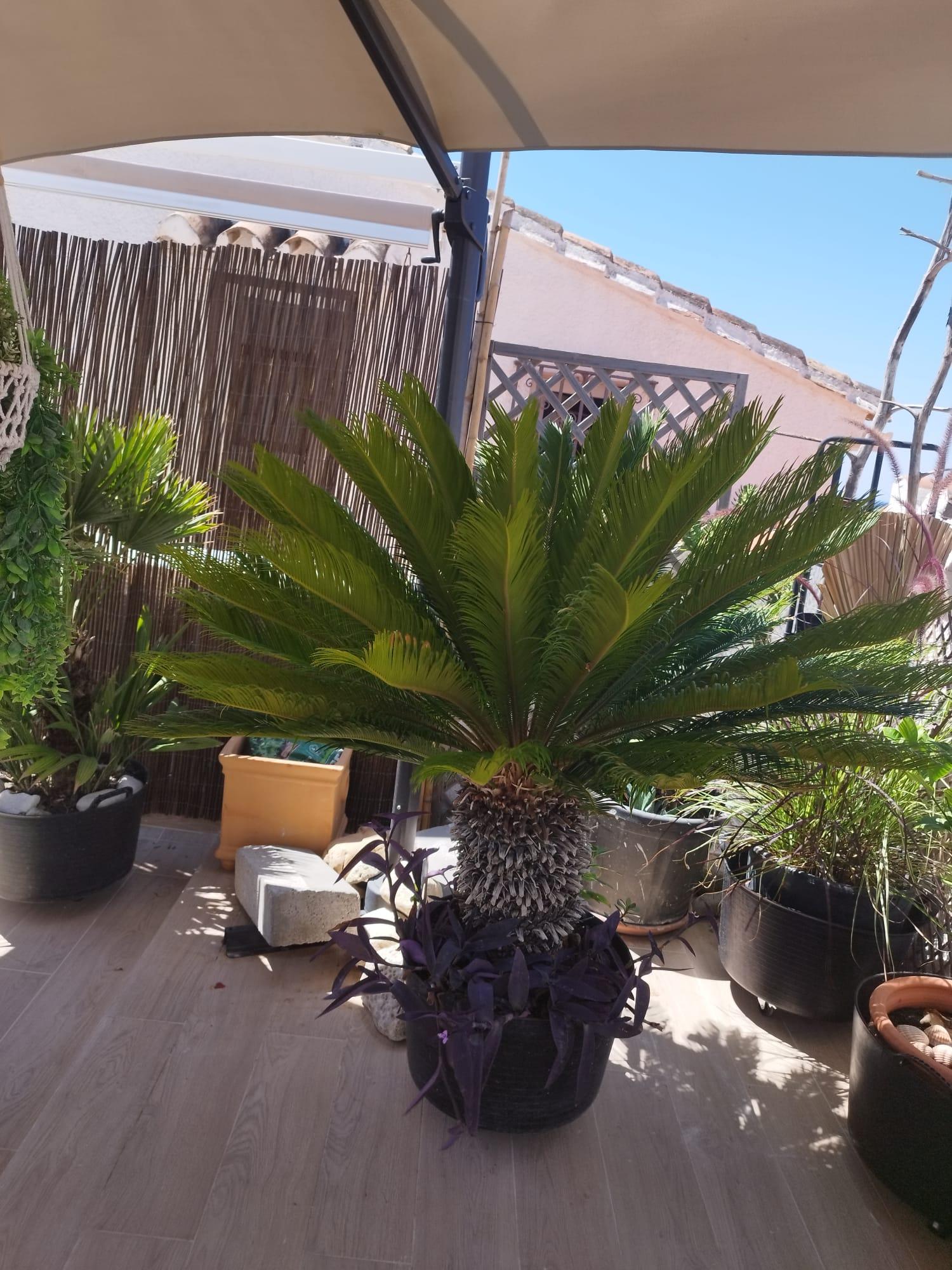  for sale house Estepona Costa Del Sol Occidental 10