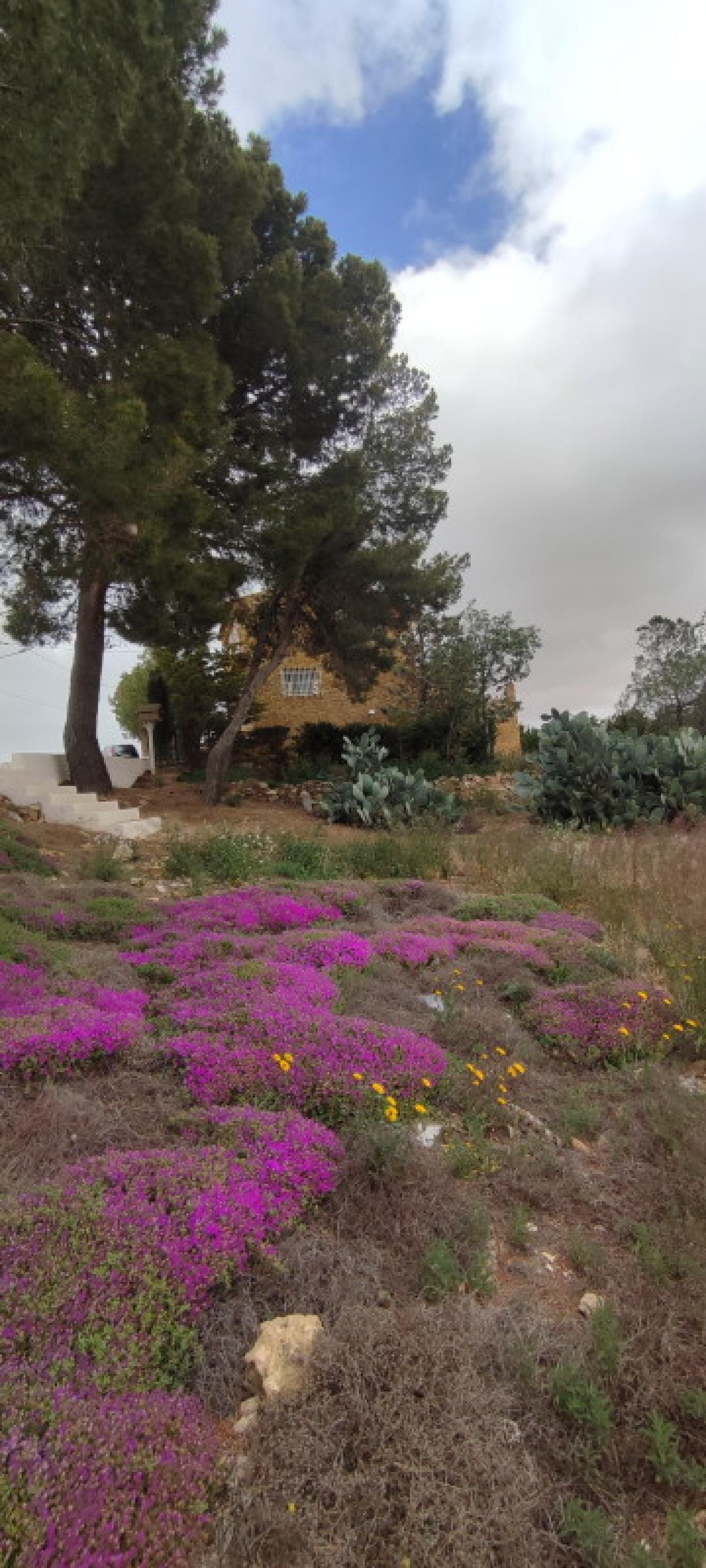  for sale house La Higuera Monte Ibérico Almansa 4