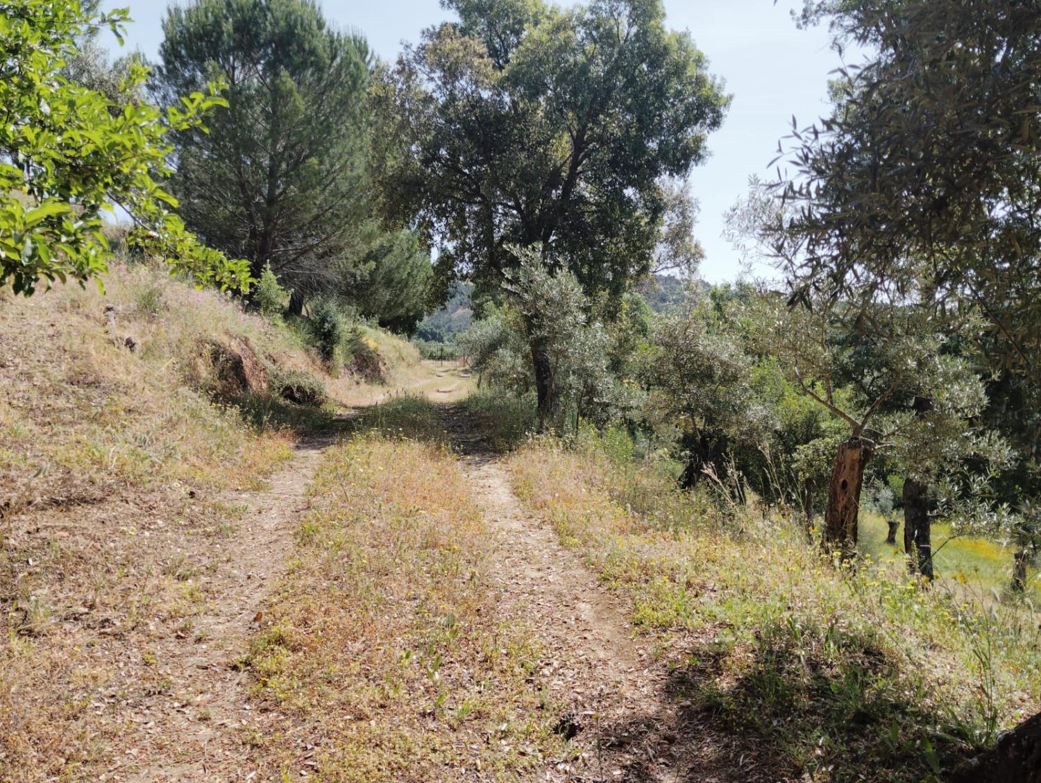  for sale country house Cañamero Villuercas 3