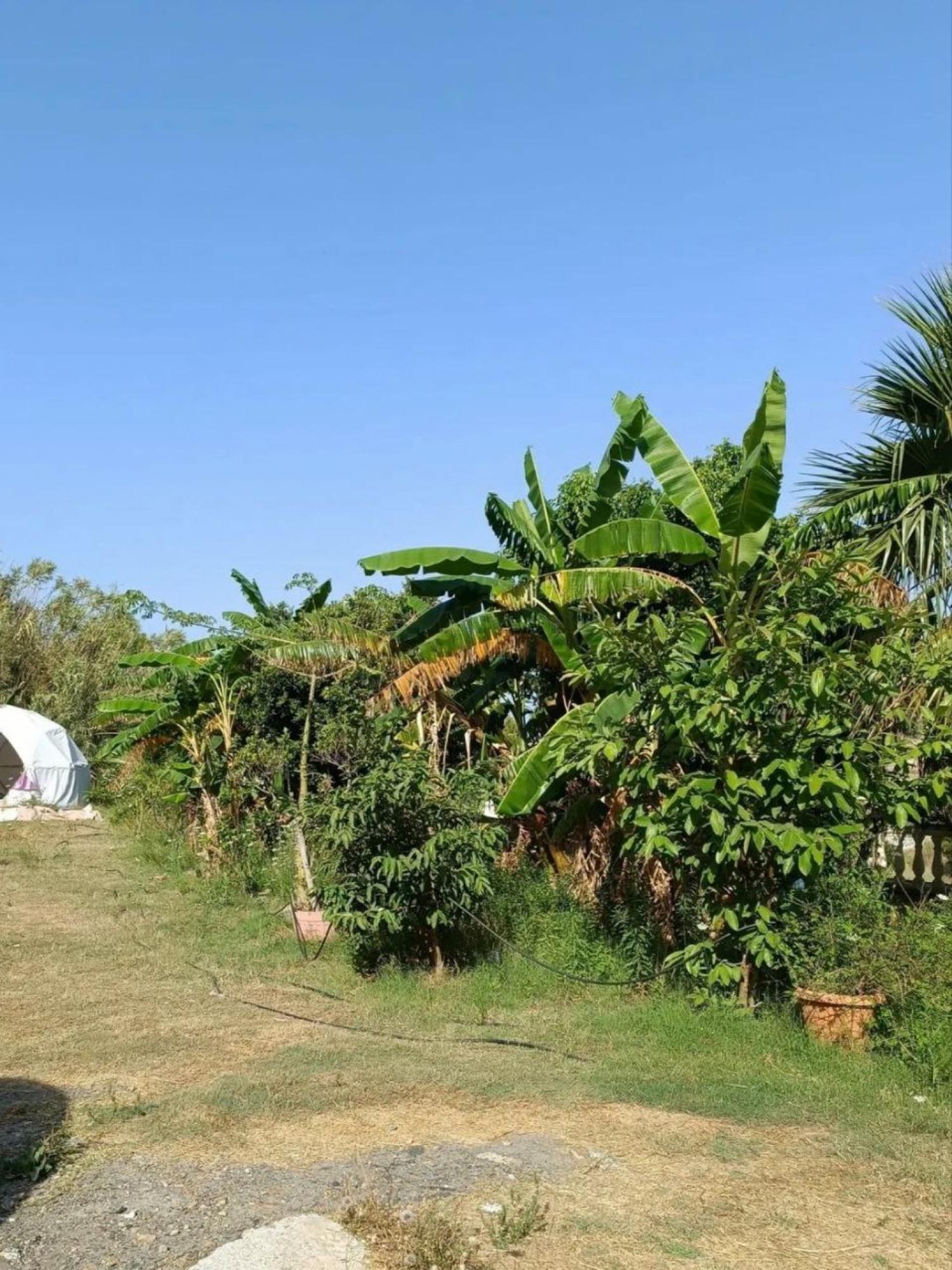  for sale country house Motril Costa Tropical 27