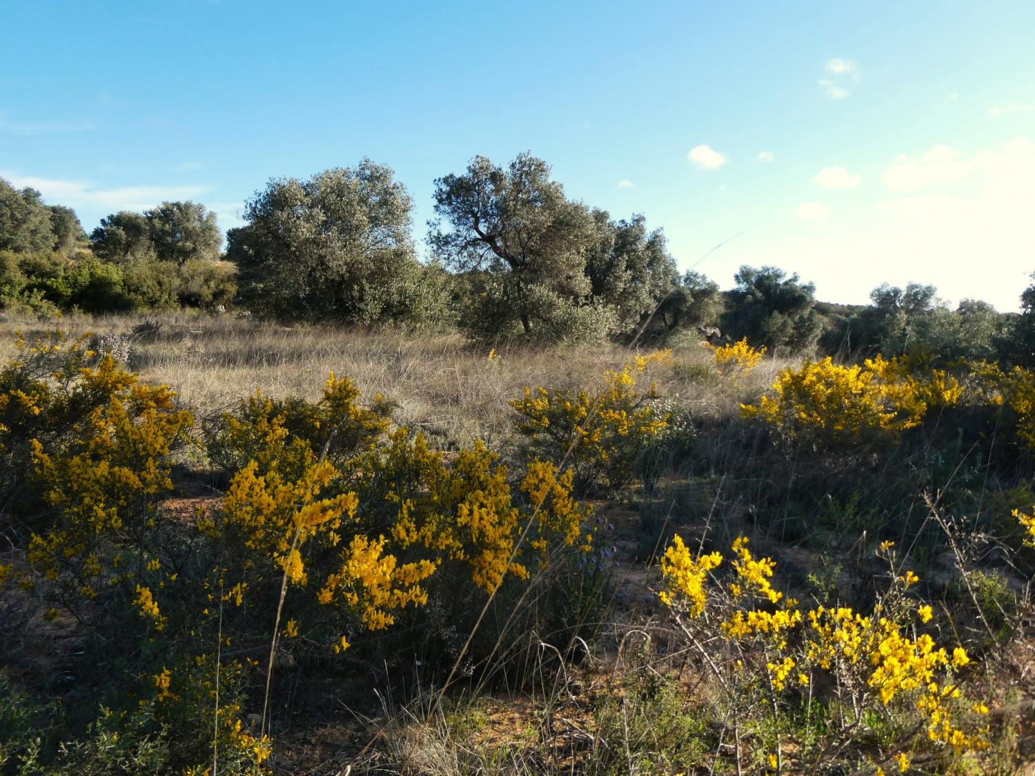  for sale country house Fabara Bajo Aragón-Caspe 17