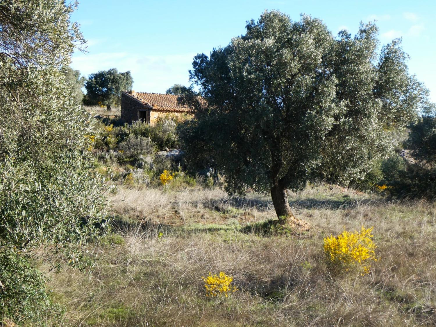  for sale country house Fabara Bajo Aragón-Caspe 18