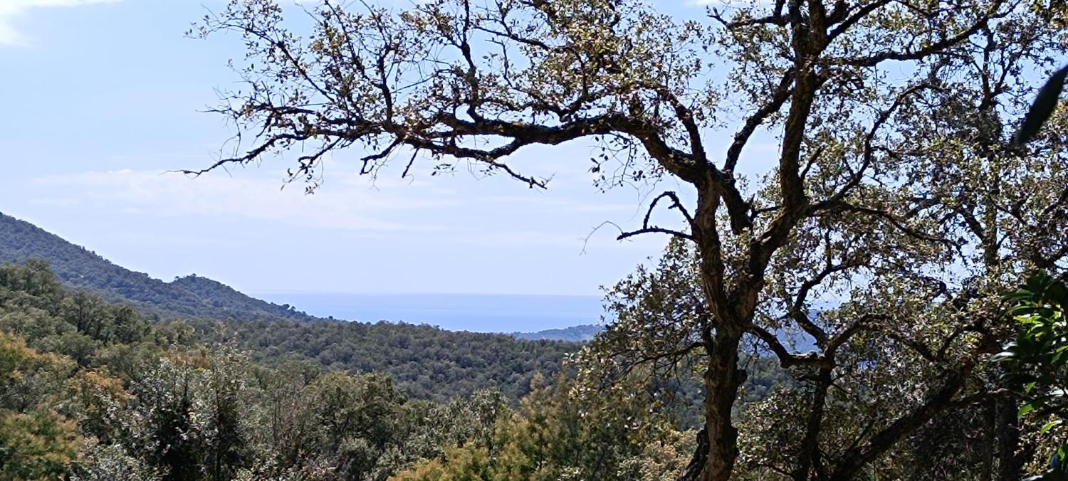  for sale plot Fontbona Gironès 2